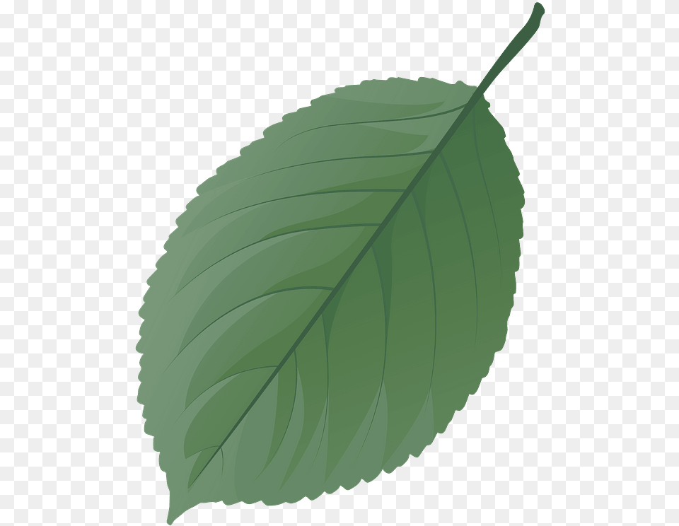 Wild Cherry Tree Spring Leaf Clipart Sweet Birch, Plant, Food, Fruit, Produce Png