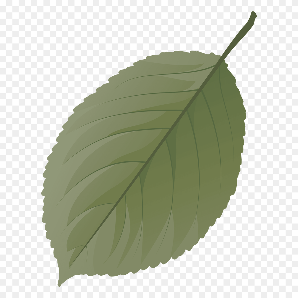 Wild Cherry Tree Summer Leaf Clipart, Plant, Food, Fruit, Produce Free Png