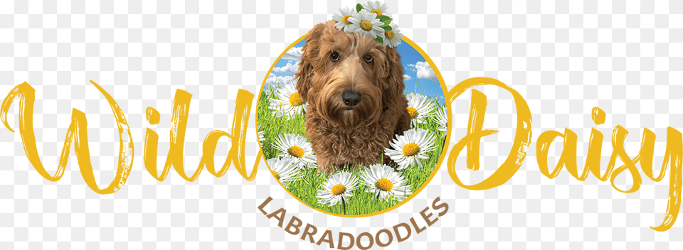 Wild Daisy Labradoodles Logo Labradoodle, Animal, Canine, Dog, Pet Free Transparent Png
