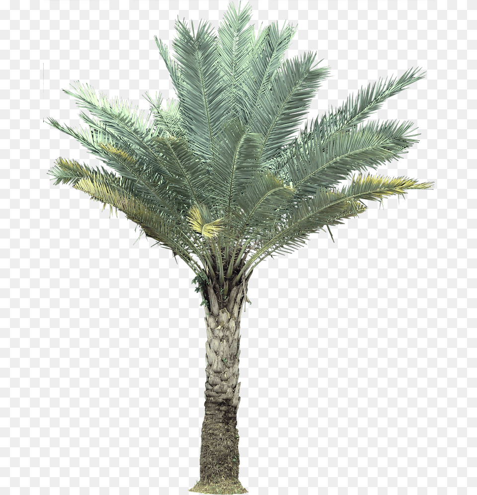 Wild Date Palm, Palm Tree, Plant, Tree Free Transparent Png
