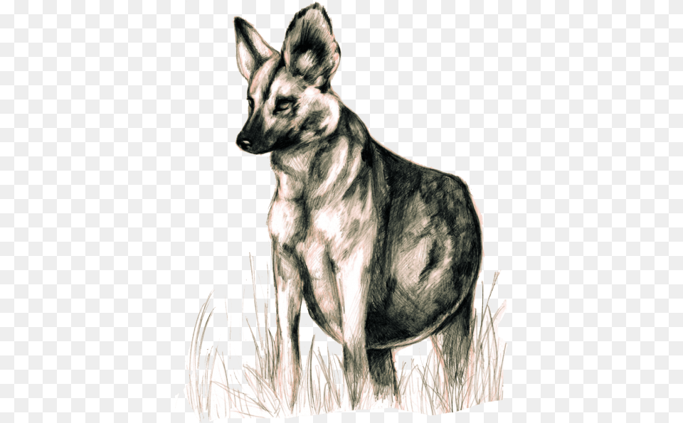 Wild Dogs Images Transparent Dog, Art, Drawing, Animal, Bear Free Png