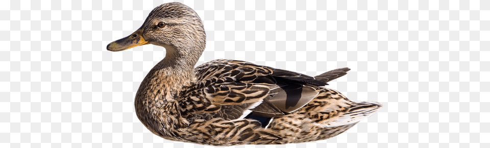 Wild Duck Swim Hen Isolated Mallard Duck Bird Pato Nadando, Animal, Anseriformes, Waterfowl Free Transparent Png