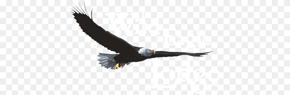 Wild Eagle Lodge Eagle River Wi Lodging Resort, Animal, Bird, Bald Eagle Free Png Download