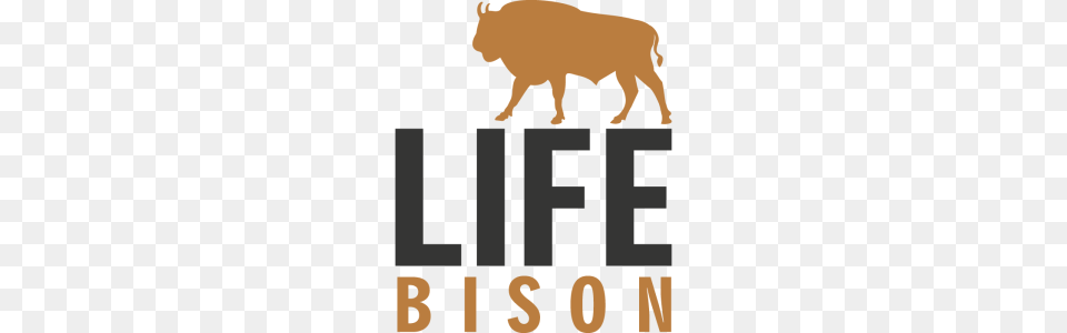 Wild European Bison Roam Romanias Poiana Mountains, Animal, Buffalo, Mammal, Wildlife Png Image