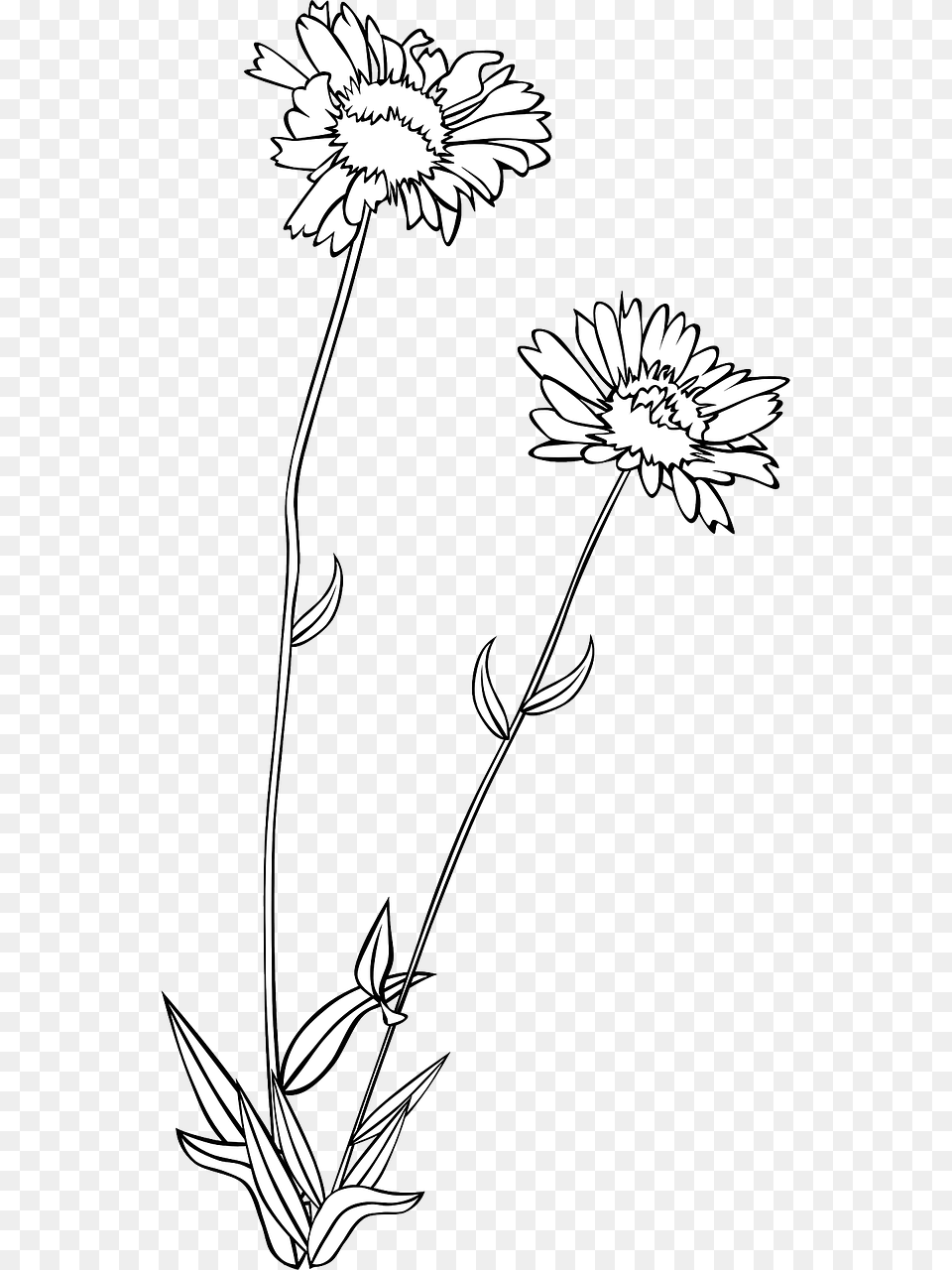 Wild Flower Clipart, Daisy, Plant, Art, Drawing Free Png Download