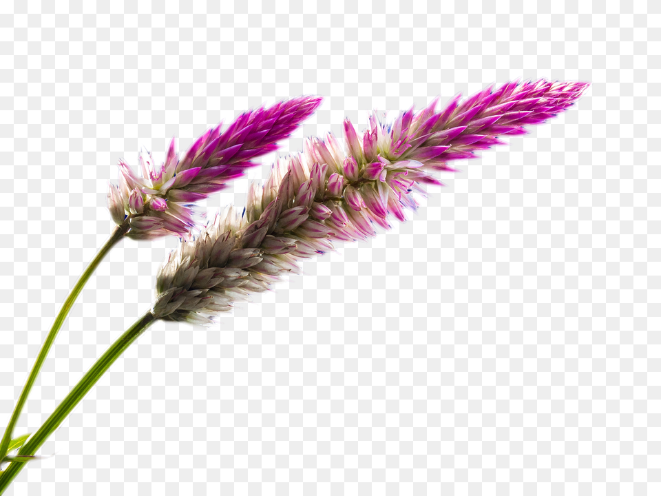 Wild Flower Clipart Stock Field Flower, Grass, Lupin, Plant, Purple Png