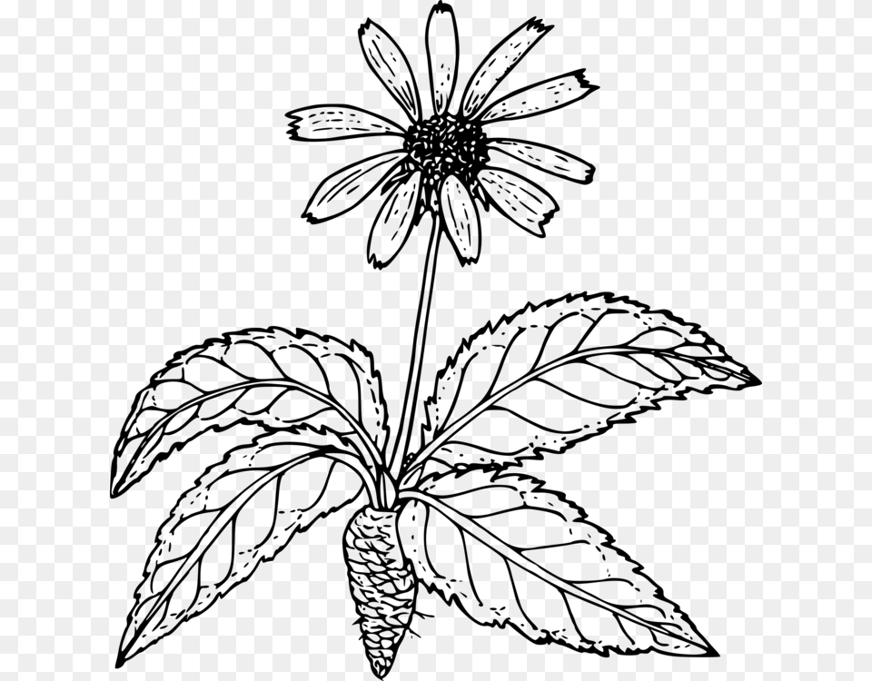 Wild Flower Outline Transparent, Gray Png Image