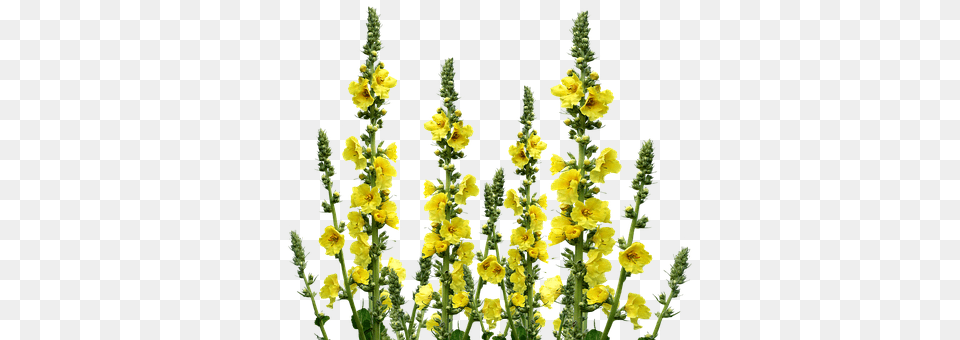 Wild Flowers Flower, Grass, Plant, Amaranthaceae Free Png