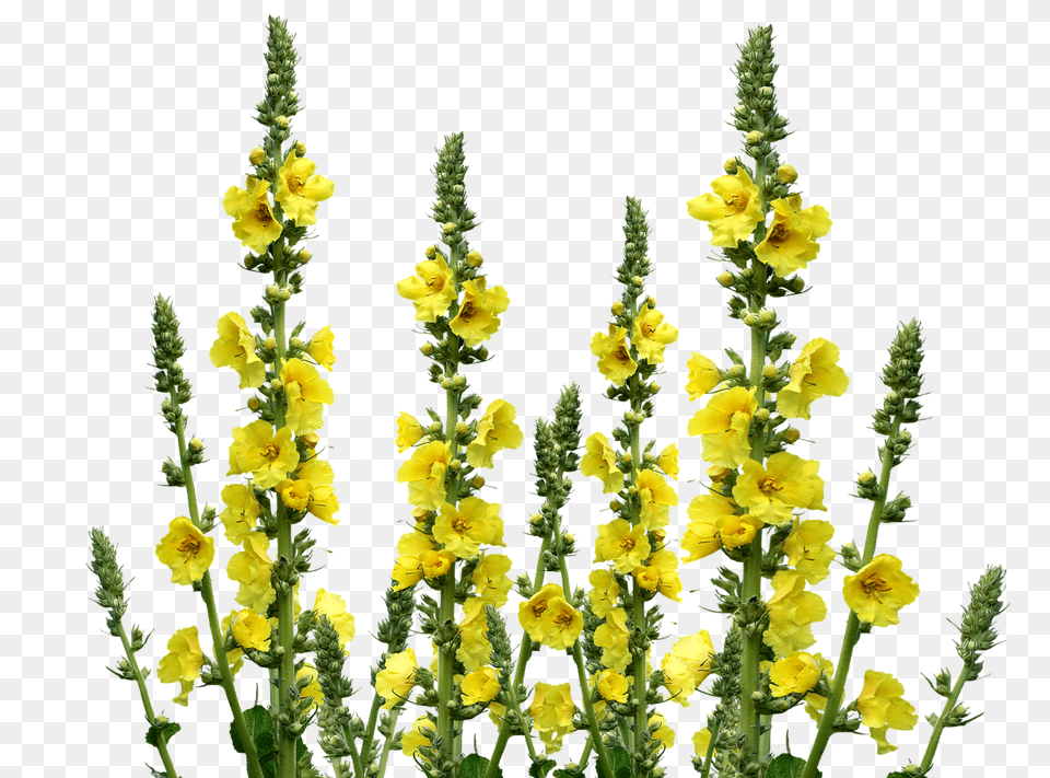 Wild Flowers Flower, Plant, Daffodil, Petal Free Png Download