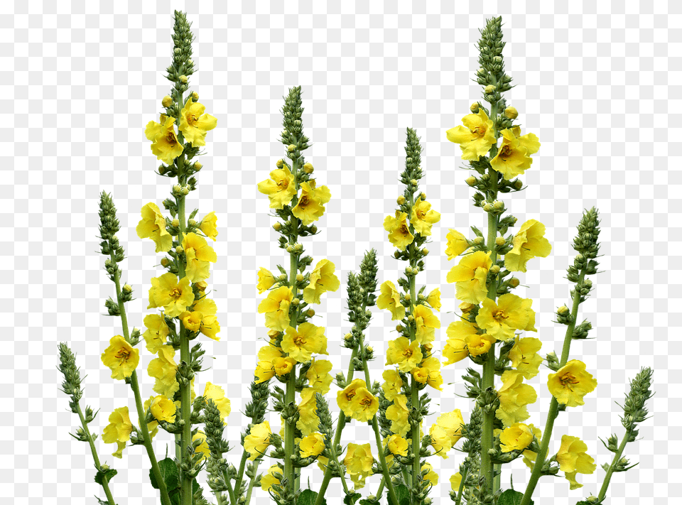 Wild Flowers Flower, Plant, Daffodil, Grass Free Png