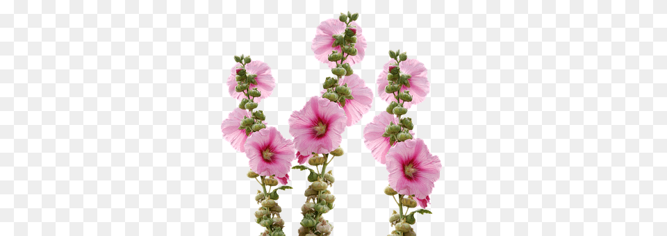 Wild Flowers Flower, Petal, Plant, Flower Arrangement Free Transparent Png