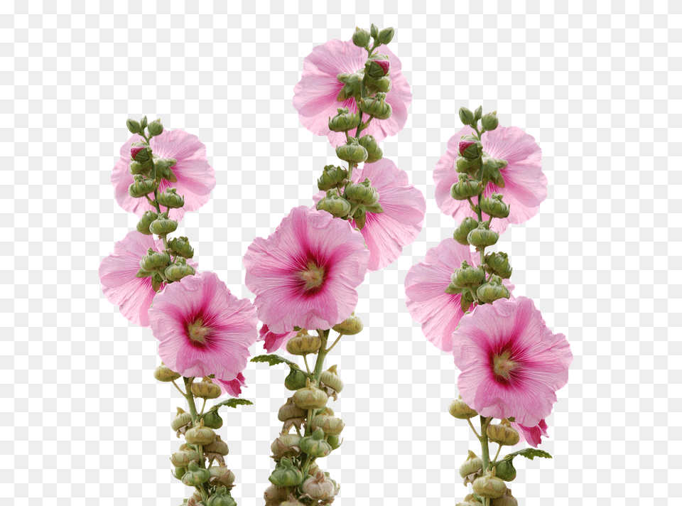 Wild Flowers Flower, Geranium, Petal, Plant Free Transparent Png