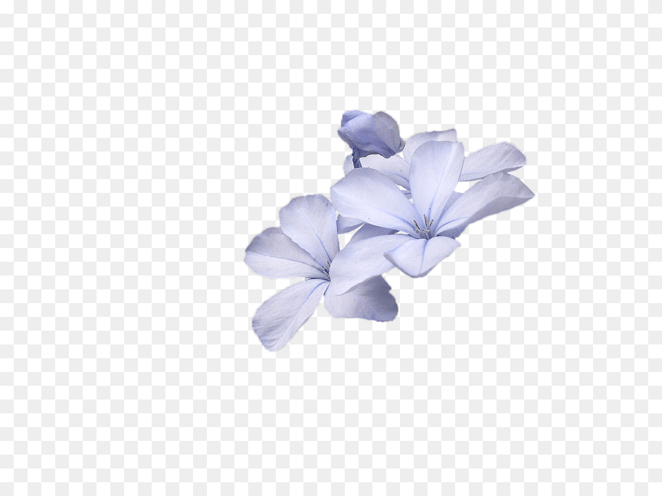 Wild Flowers Blue Flower Transparent Small Flowers, Acanthaceae, Geranium, Petal, Plant Free Png
