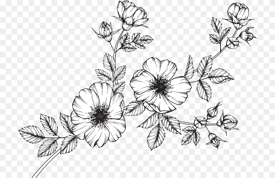 Wild Flowers Collection Of Wildflowers Minimalist Wild Flower Clip Art, Floral Design, Graphics, Pattern, Plant Png
