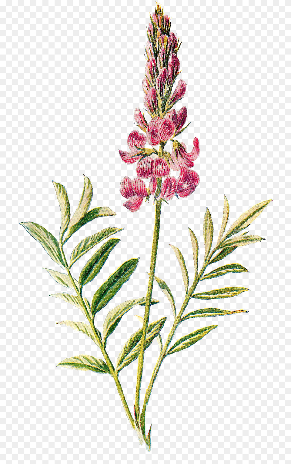 Wild Flowers Kbytes Vintage Flower Illustration, Lupin, Plant, Grass, Astragalus Png Image