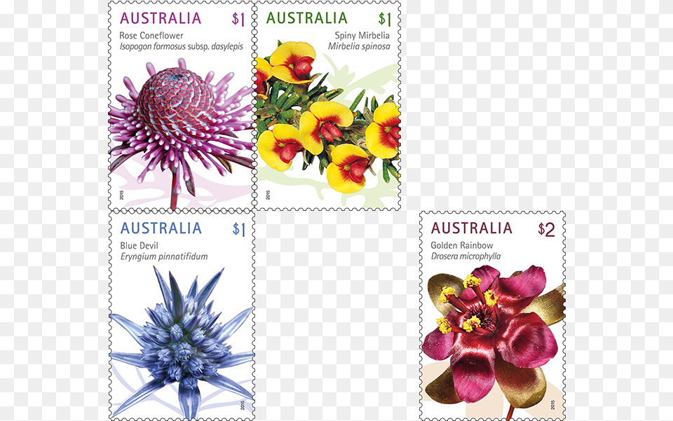 Wild Flowers Postage Stamps Australia 2020, Flower, Plant, Dahlia, Postage Stamp Png