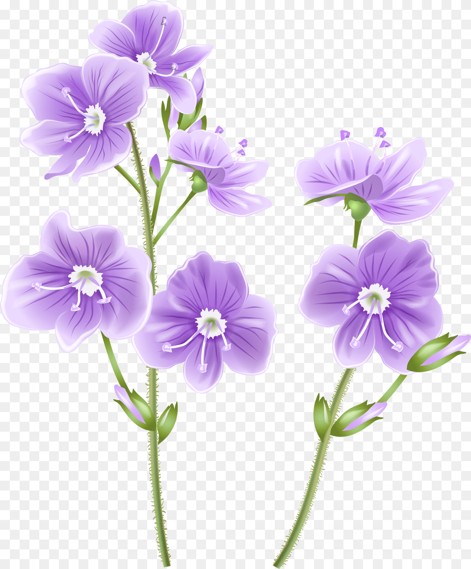 Wild Flowers U0026 Flowerspng Images Background Wildflower Clipart Free Transparent Png