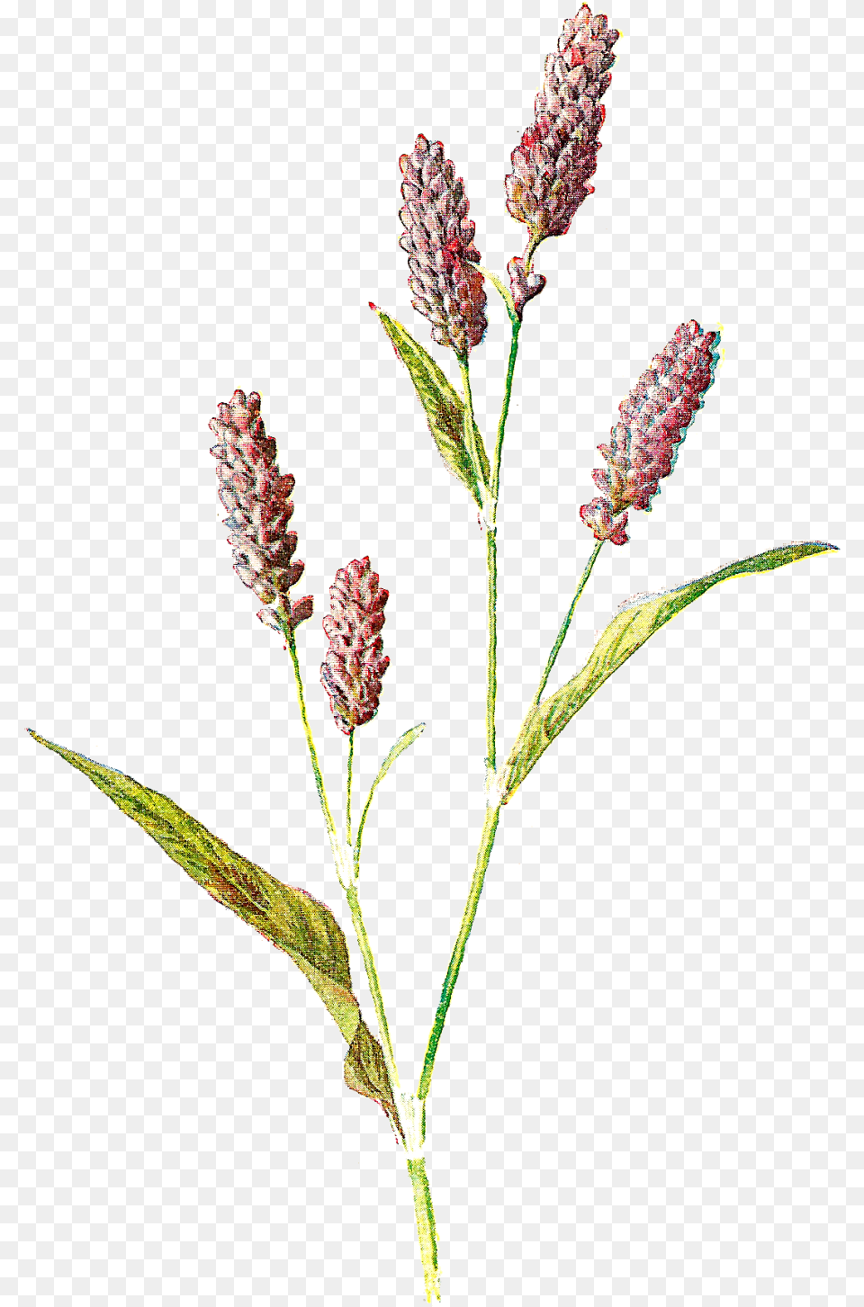 Wild Flowers Wildflower, Amaranthaceae, Grass, Plant, Acanthaceae Free Png