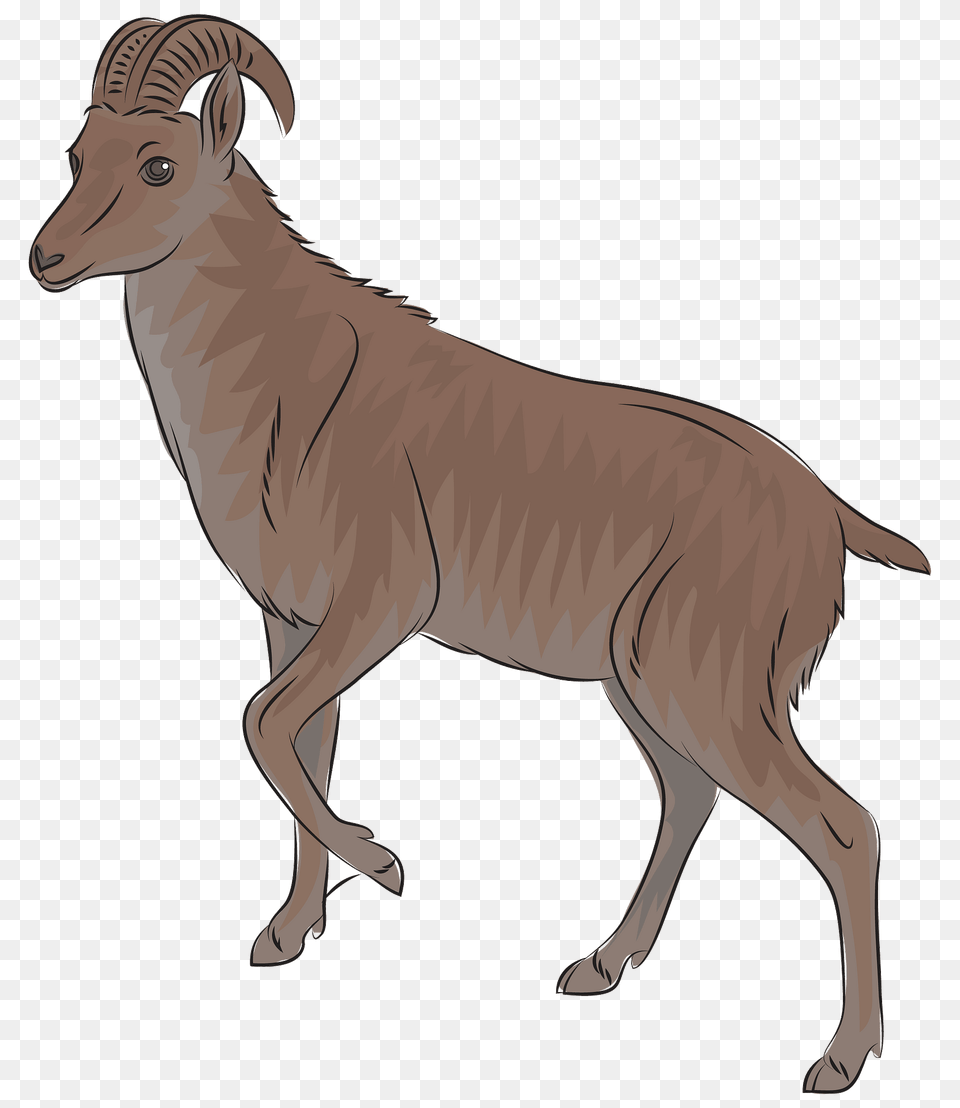 Wild Goat Nilgiri Tahr Clipart, Animal, Mammal, Kangaroo, Wildlife Free Png