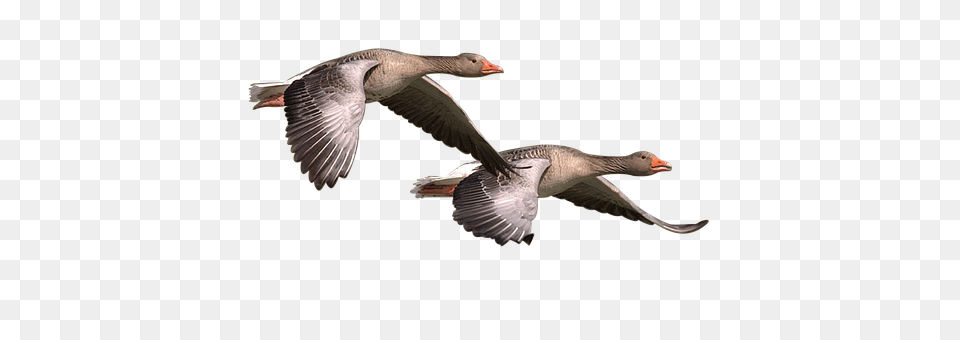 Wild Goose Animal, Bird, Waterfowl, Anseriformes Free Png