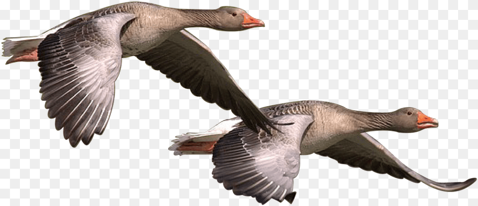 Wild Goose Goose Wild Geese Bird Nature Wildlife Wild Goose, Animal, Waterfowl, Anseriformes Free Png Download