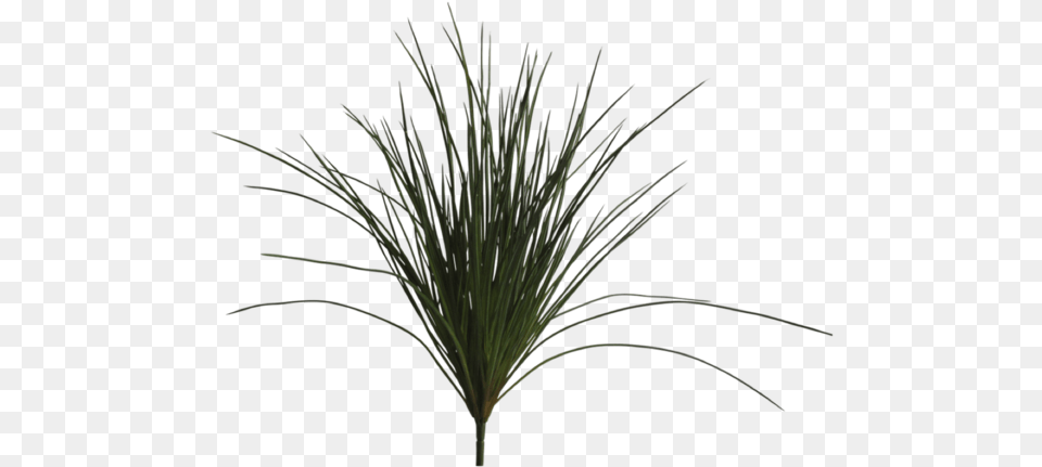 Wild Grass, Plant, Tree, Potted Plant, Agavaceae Png