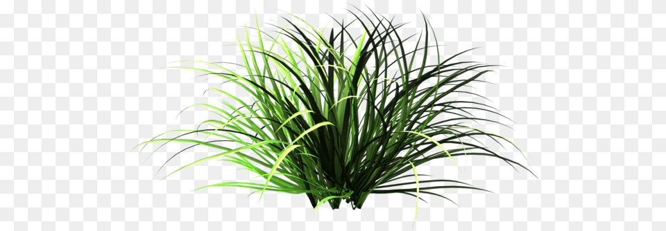 Wild Grass Clipart Transparent Background Small Plant, Green, Vegetation Png Image