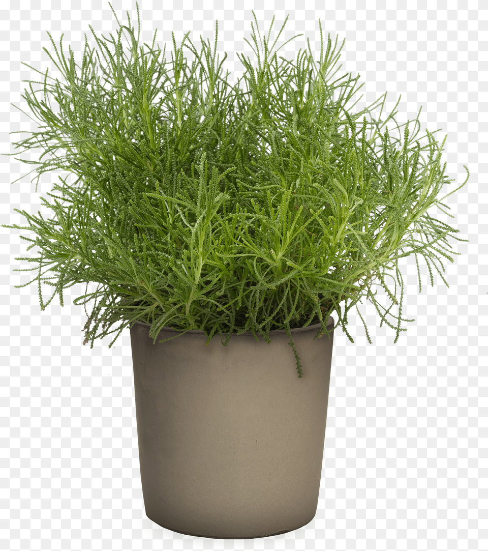 Wild Grass Santolina, Food, Plant, Seasoning, Dill Free Png