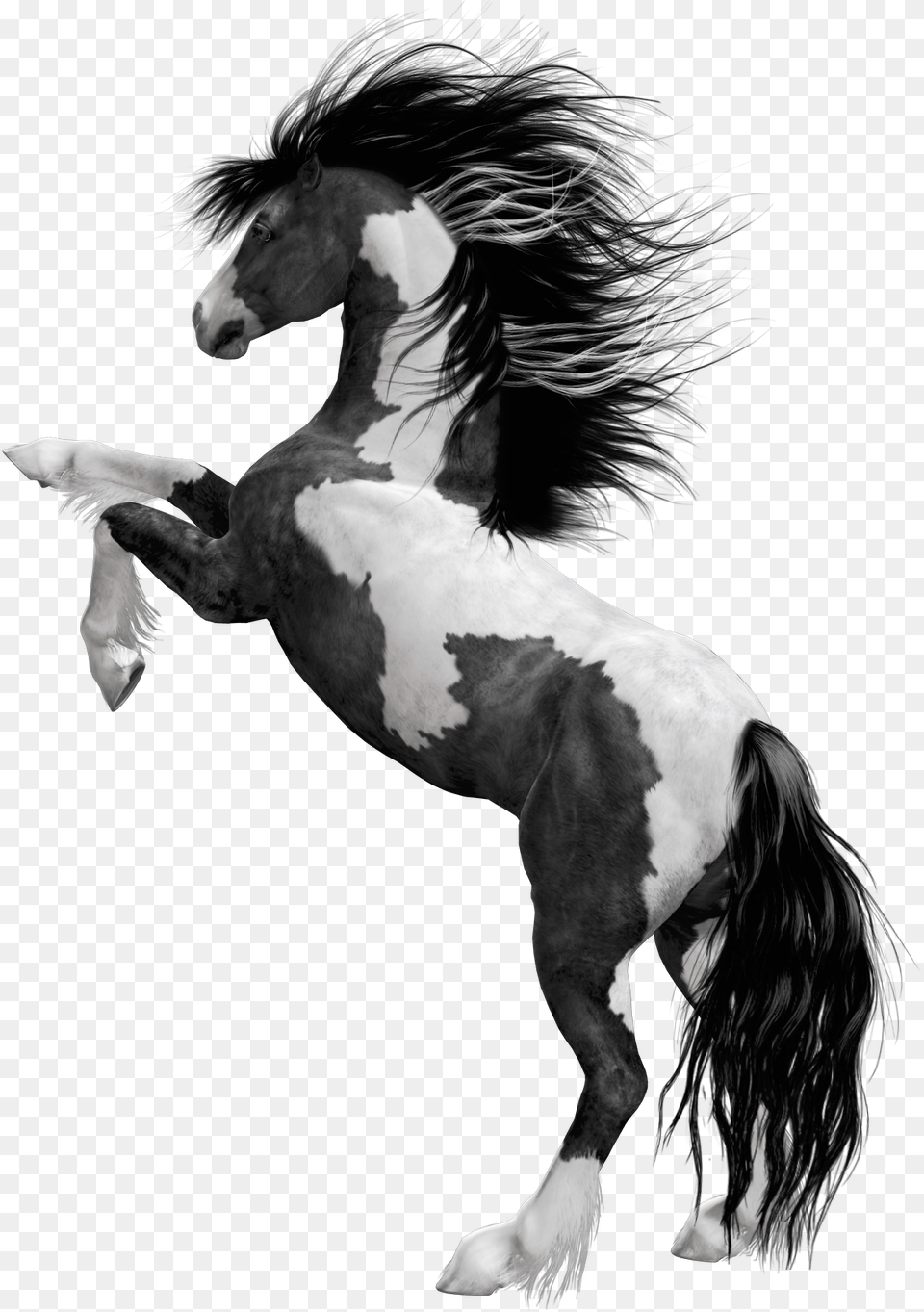 Wild Horse Photo Of Black Horse, Animal, Colt Horse, Mammal, Stallion Png Image
