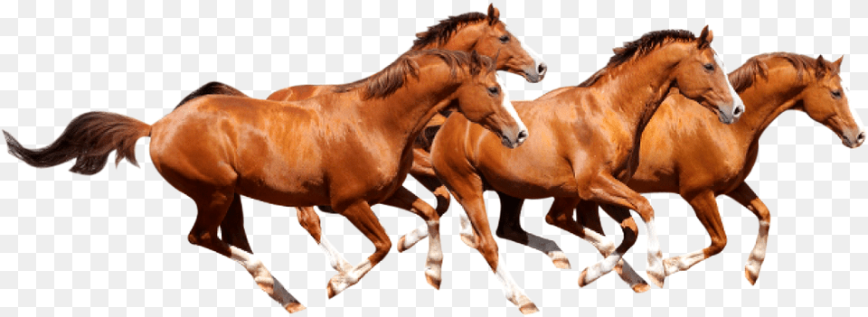 Wild Horse Running, Animal, Colt Horse, Mammal, Herd Png