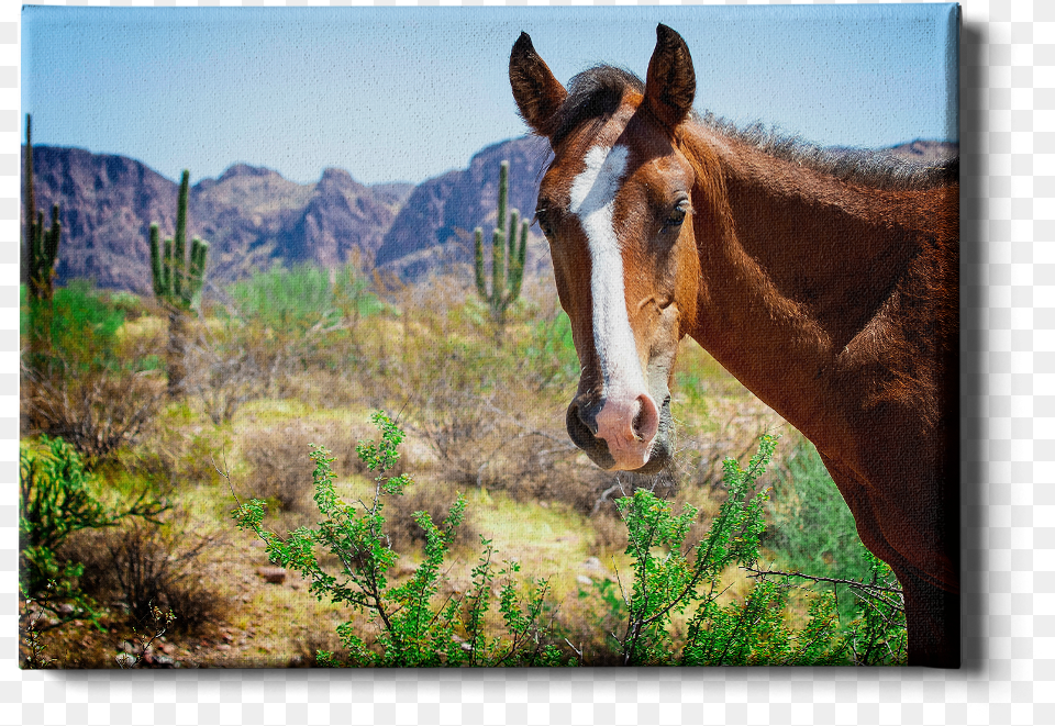 Wild Horses Of Salt River Arizona Sorrel, Animal, Mammal, Horse, Colt Horse Png