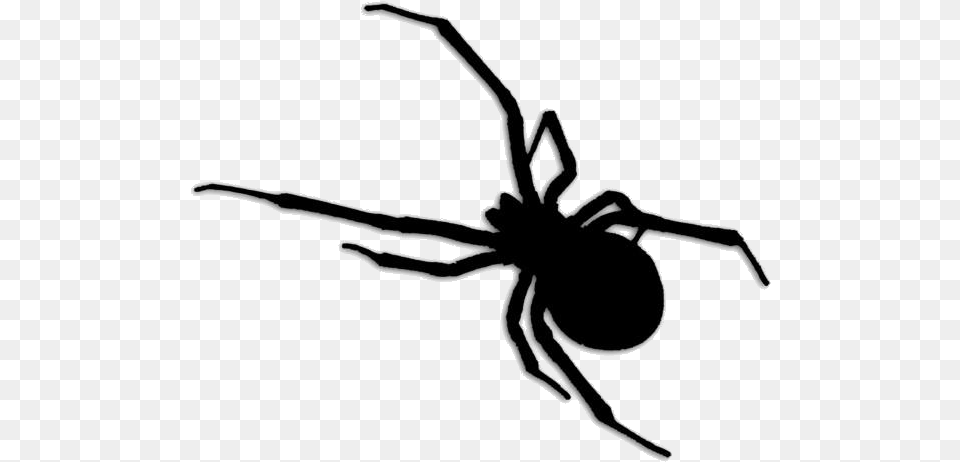 Wild Insects Images Black Widow Brown Recluse Spider, Animal, Invertebrate, Bow, Weapon Png Image