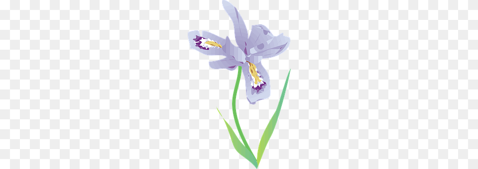 Wild Iris Flower, Plant, Bow, Weapon Png Image