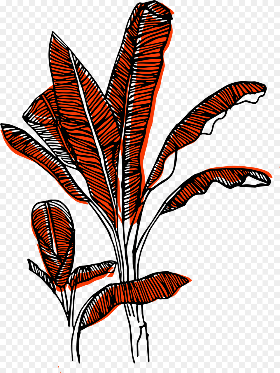 Wild Mala Banana Tree Coral Portable Network Graphics, Leaf, Plant, Art Free Png Download