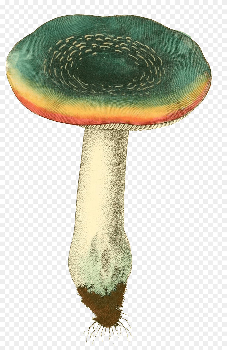 Wild Mushroom Plant Vector About Ink Green, Fungus, Agaric, Amanita Free Png