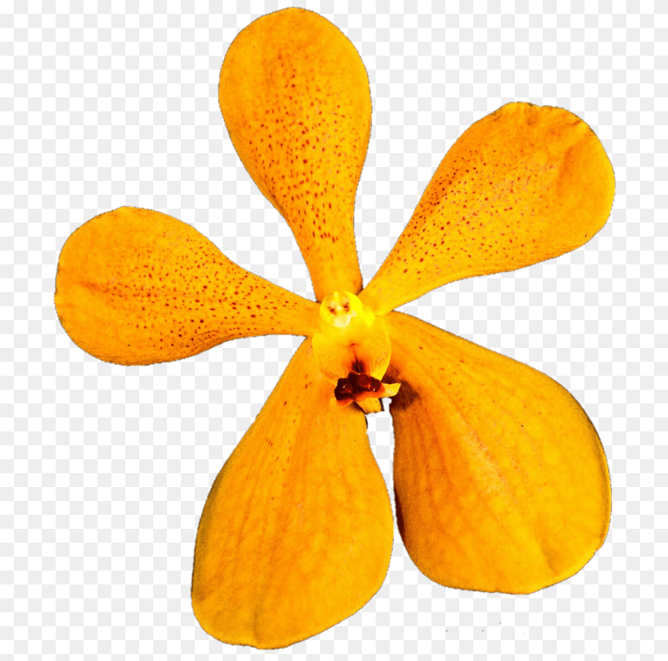 Wild Orange Orchid, Flower, Petal, Plant, Food Free Png