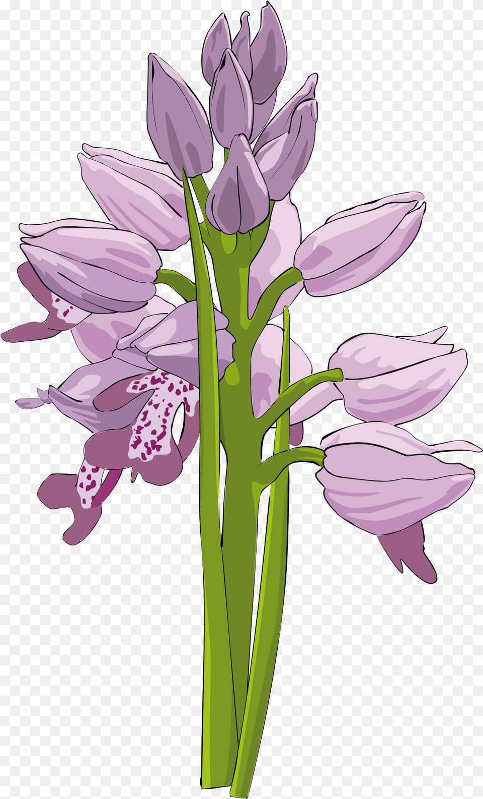 Wild Orchid Clip Arts Bunga Anggrek Bulan Vektor, Flower, Plant Free Png Download