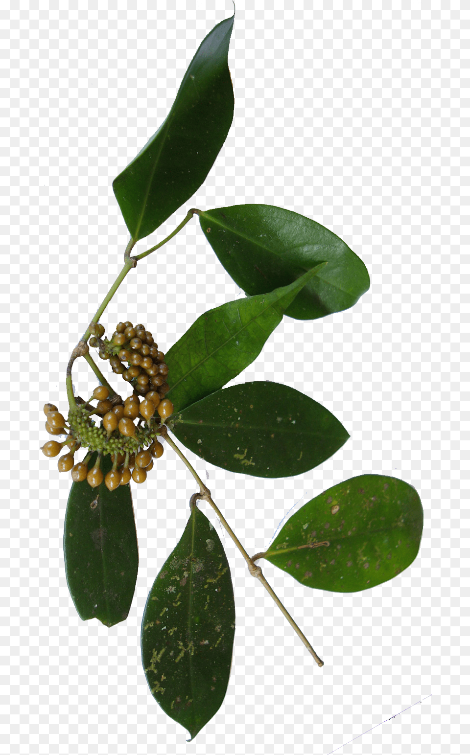 Wild Pepper Bunch Fleur Poivre Sauvage, Leaf, Plant, Tree, Annonaceae Free Transparent Png