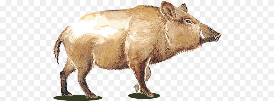 Wild Pig Wines Wild Pig Animal, Boar, Hog, Mammal Free Transparent Png