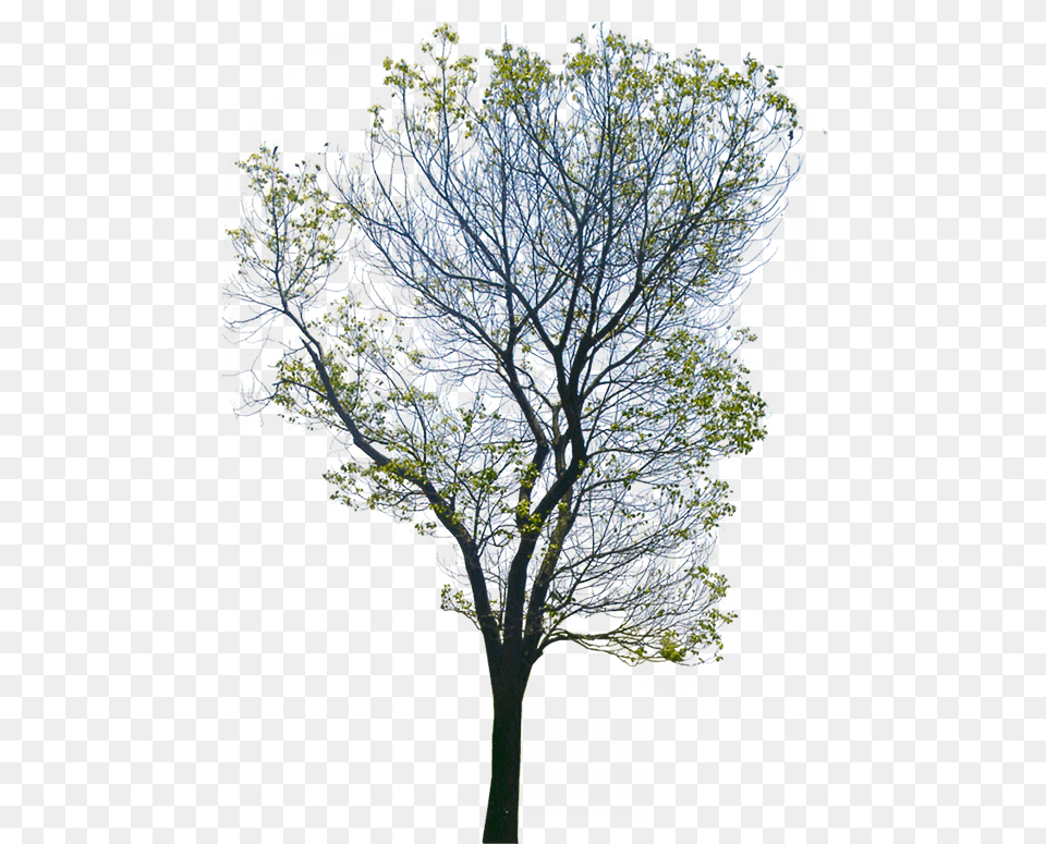 Wild Portable Network Graphics, Plant, Tree, Tree Trunk, Flower Png