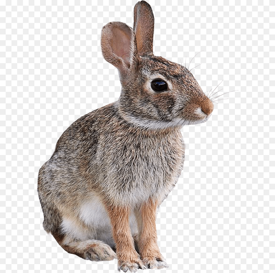 Wild Rabbit Animal Image Transparent Background Transparent Animals, Mammal, Rat, Rodent Png