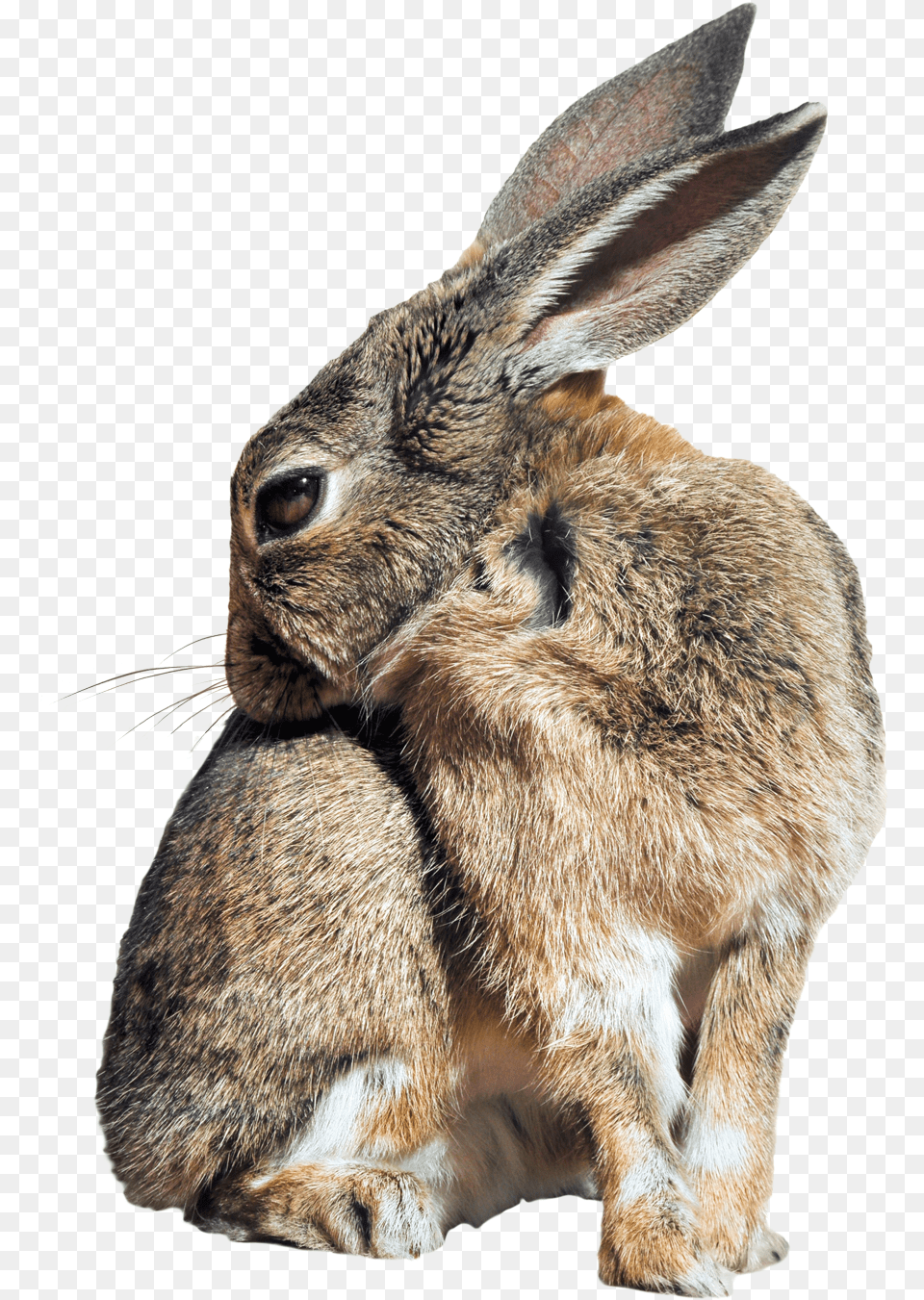 Wild Rabbit Transparent Background, Animal, Hare, Mammal, Rodent Png Image