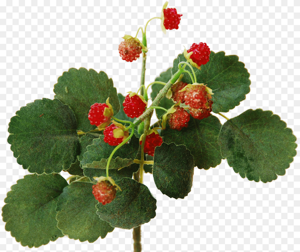 Wild Raspberry Bush 29 Cm Flowerdutchess Frutti Di Bosco Raspberry Bush, Berry, Food, Fruit, Plant Free Transparent Png
