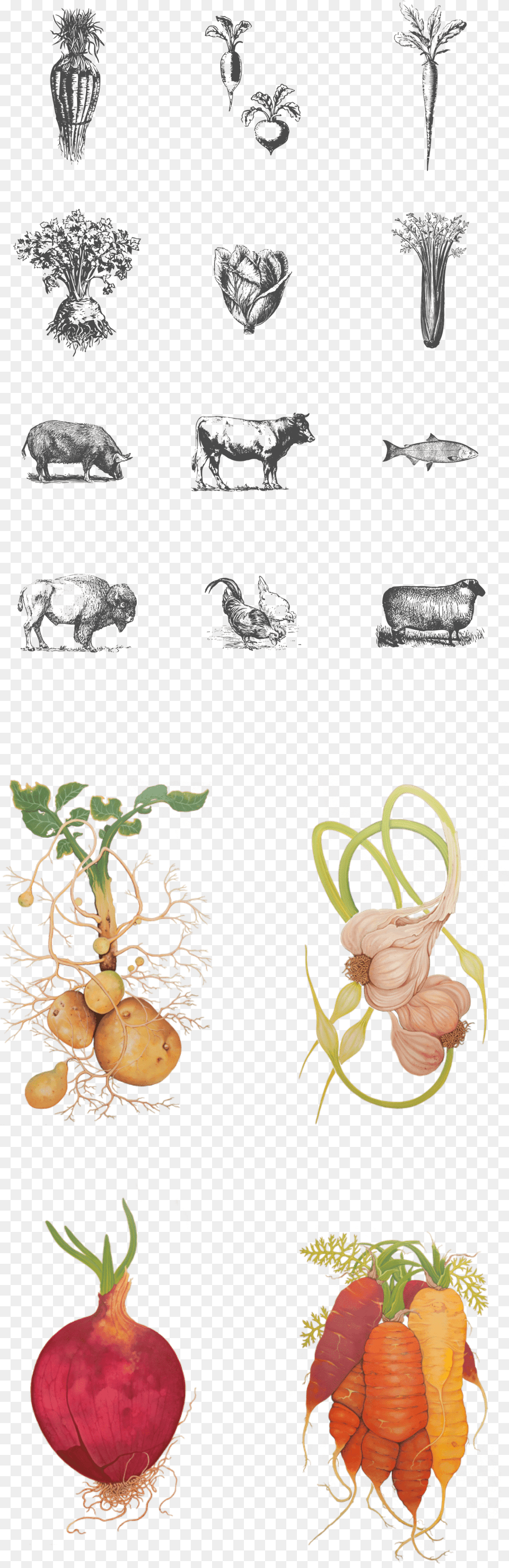 Wild Roots Illustrations, Plant, Animal, Cattle, Cow Free Png