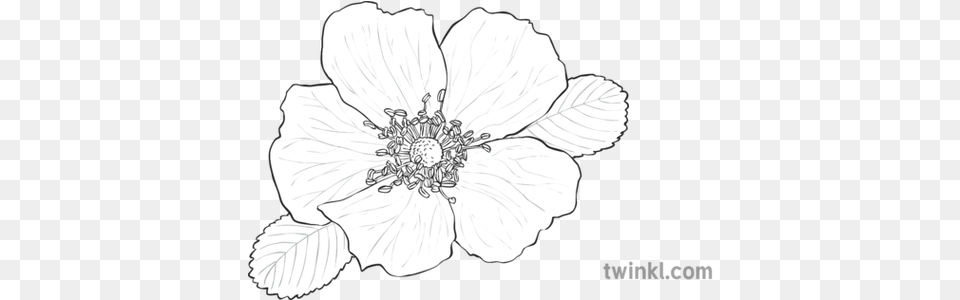Wild Rose Black And White Illustration Wild Rose Black And White, Anemone, Plant, Flower, Art Png Image