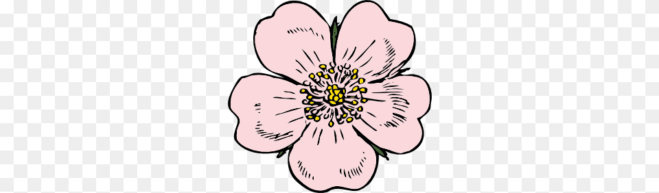 Wild Rose Clip Art, Anemone, Anther, Plant, Flower Free Png