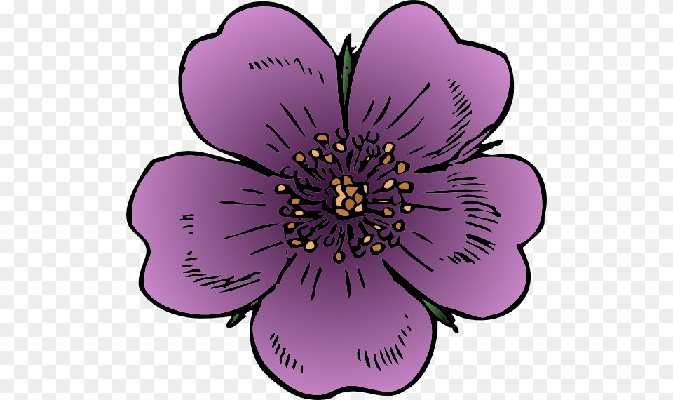 Wild Rose Clip Art, Anemone, Plant, Purple, Flower Free Transparent Png