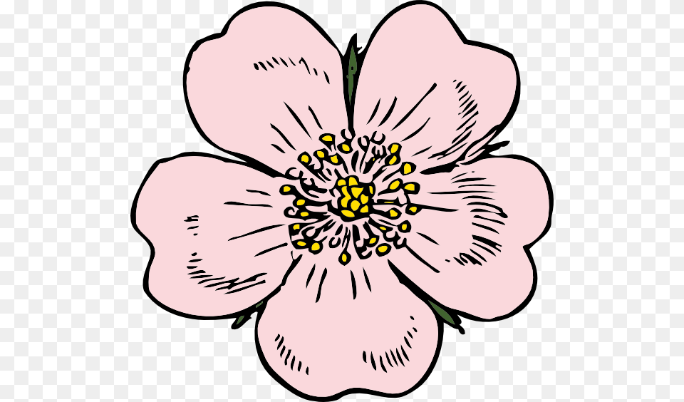 Wild Rose Clip Art Apple Blossom Flower Drawing, Anemone, Anther, Plant, Petal Png