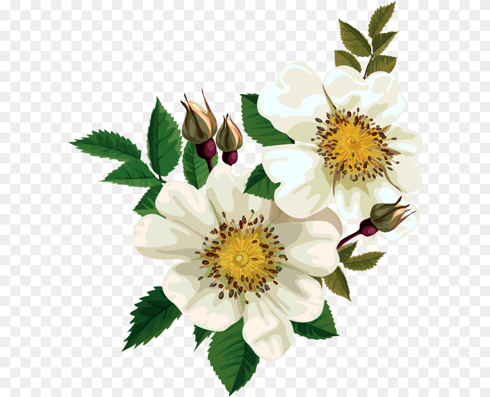 Wild Rose Flower Clip Art, Anemone, Anther, Plant, Pollen Free Png