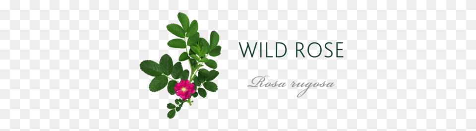 Wild Rose Meaning Tree Symbolism The Present Tree, Flower, Geranium, Herbal, Herbs Free Png Download